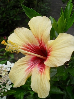 Hibiscus  Cuban Variety